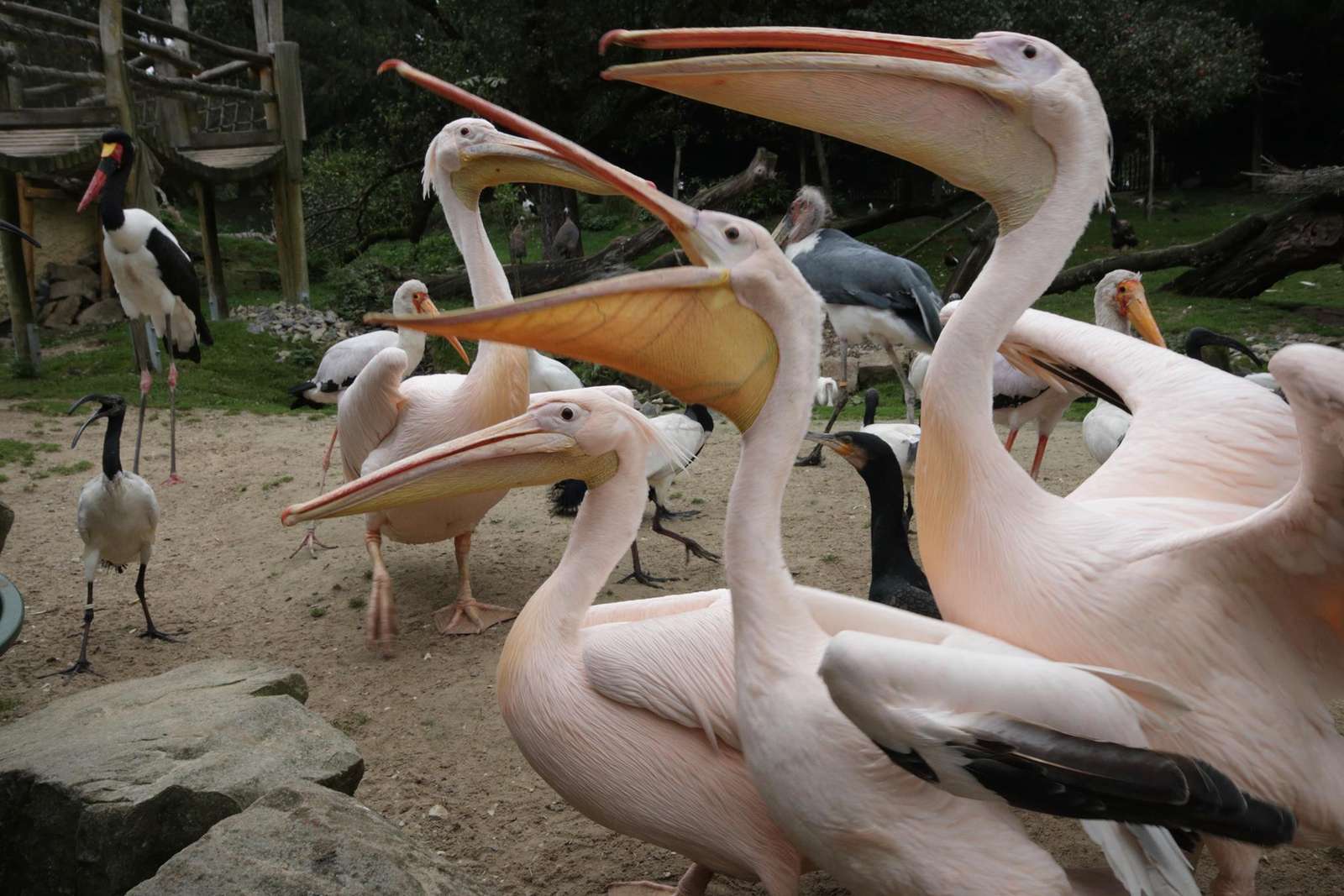 Saisonende am 2. November - Die Saison 2014 endet dieses Jahr im Vogelpark Heiligenkirchen am 2. November