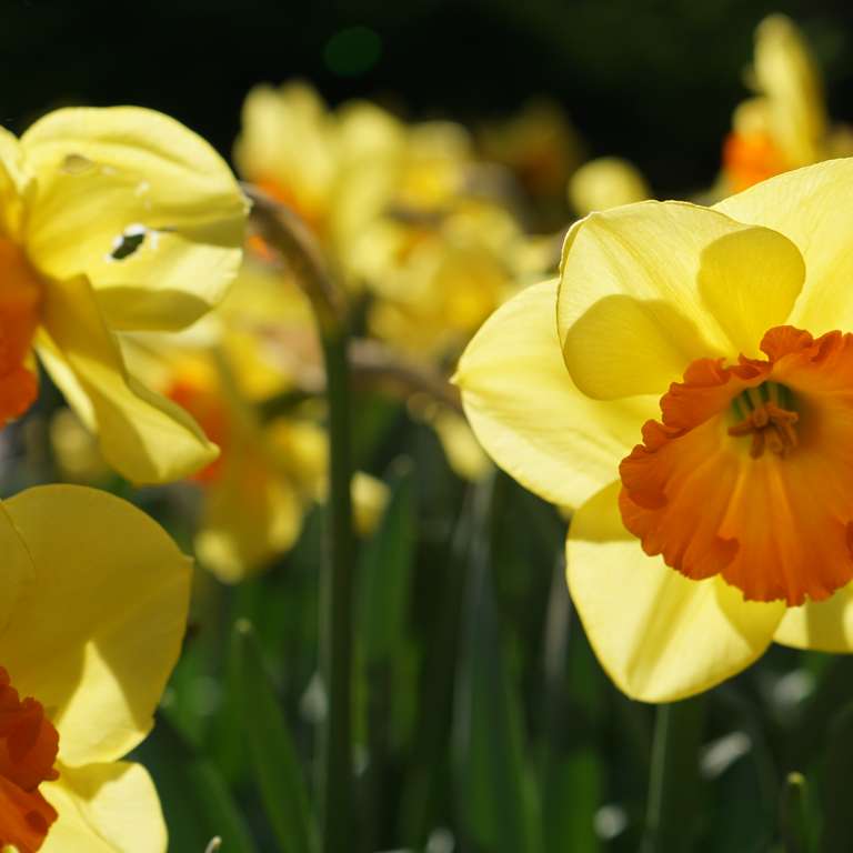 Die Narzissenblüte erstrahlt im Vogelpark Heiligenkirchen! - Foto: W. Goldammer - Verschiedenste Blütenfarben und -formen erstrahlen