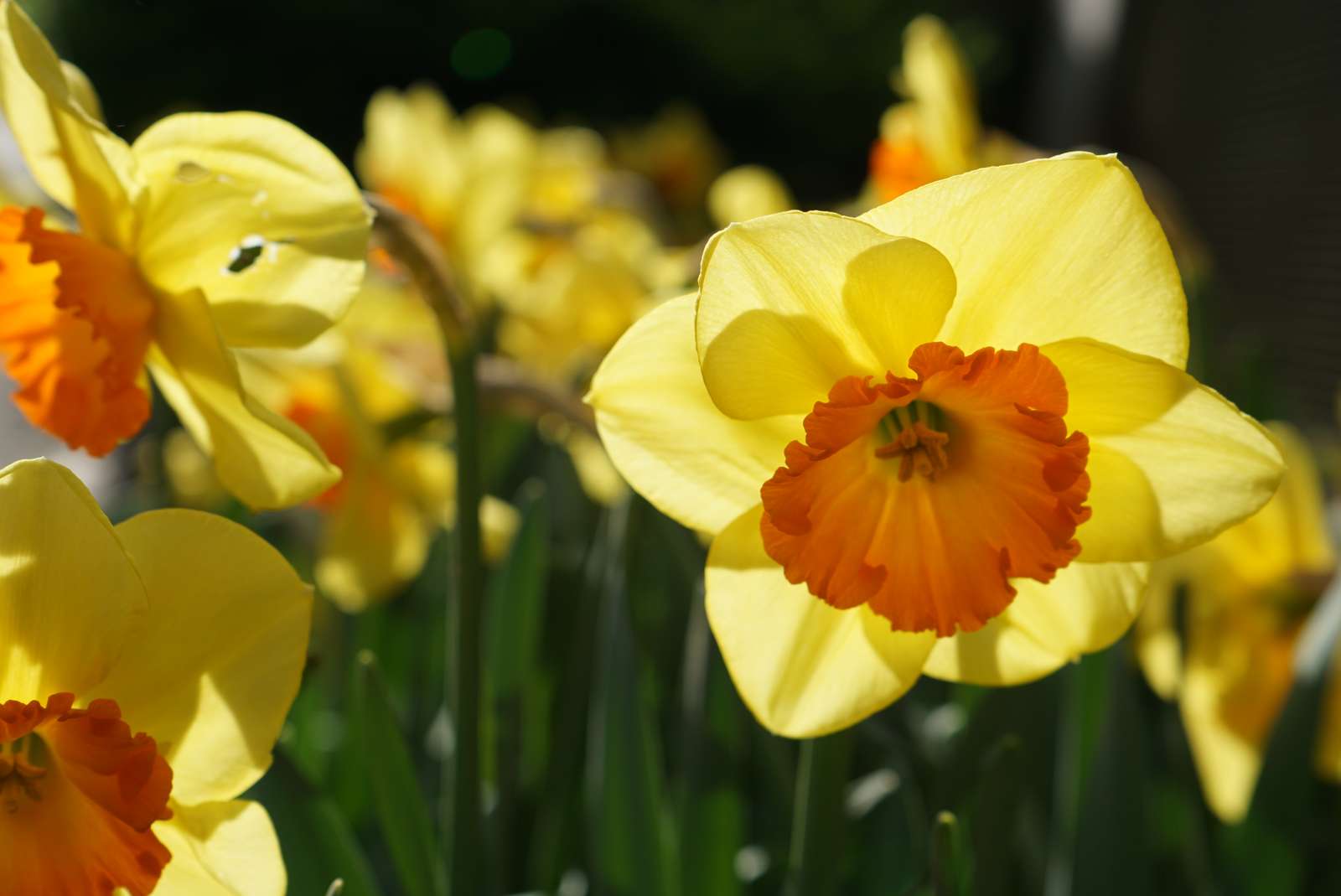 Die Narzissenblüte erstrahlt im Vogelpark Heiligenkirchen! - Foto: W. Goldammer - Verschiedenste Blütenfarben und -formen erstrahlen