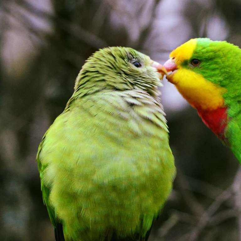 Heute geht die Saison 2023 im Vogelpark Heiligenkirchen zu Ende - Foto: L. Punger - Wir sagen DANKE!