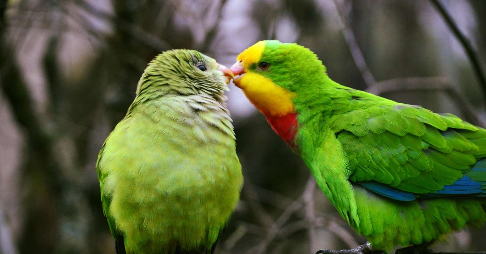 Heute geht die Saison 2023 im Vogelpark Heiligenkirchen zu Ende - Foto: L. Punger - Wir sagen DANKE!