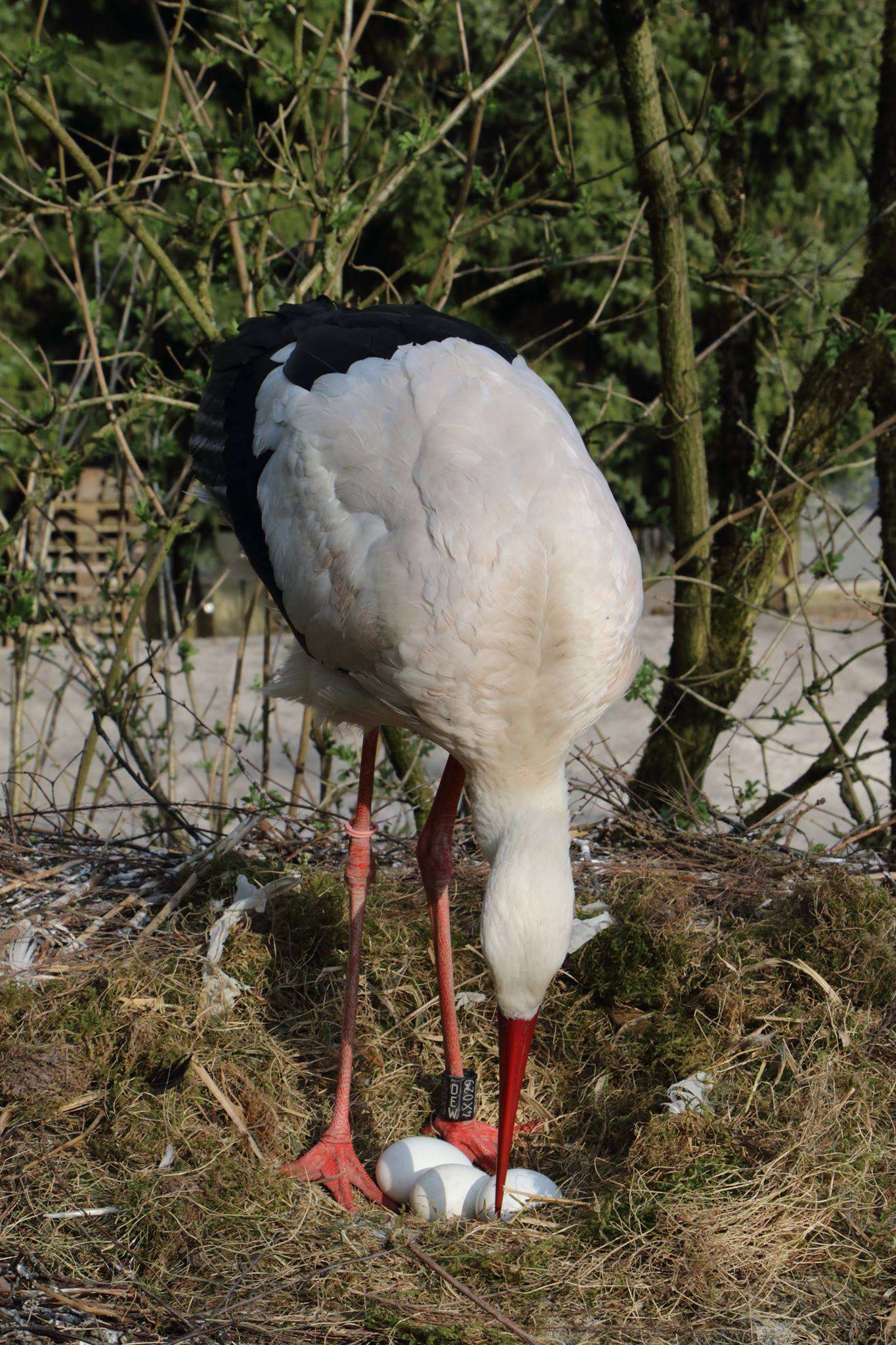 Erst eins, dann zwei, dann drei ... - Sorgsam dreht die Storchenmutter die fragilen Eier. Foto: H. Meierjohann - Zu Beginn des Frühjahrs hat unsere Storchendame bereits drei Eier gelegt! 