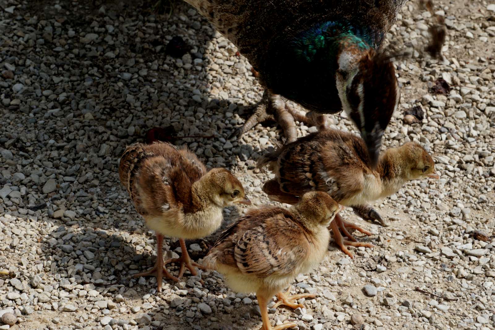 Der Küken-Kindergarten wächst  - Fotos: W. Goldammer - Der Nachwuchs hält viele Vogeleltern mächtig auf Trag
