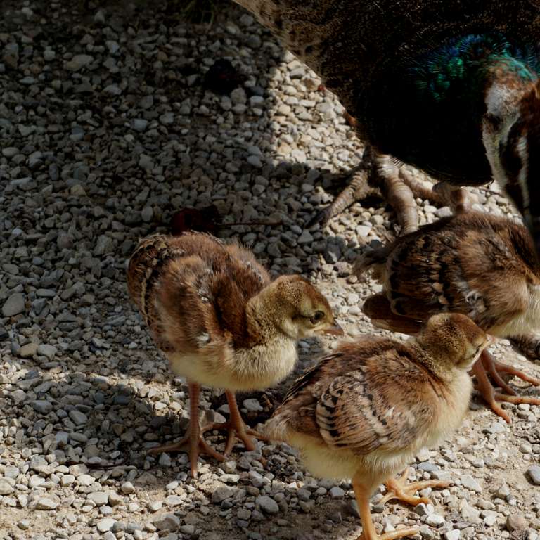 Der Küken-Kindergarten wächst  - Fotos: W. Goldammer - Der Nachwuchs hält viele Vogeleltern mächtig auf Trag