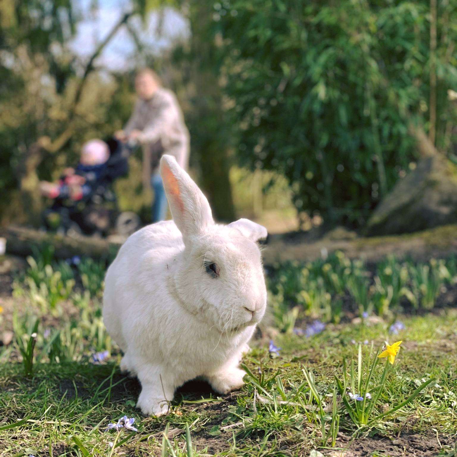 Ostern steht vor der Tür! - Foto: M. Lehmann - Hasi verbreitet schon mächitg österliche Stimmung