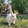 Ostern steht vor der Tür! - Foto: M. Lehmann - Hasi verbreitet schon mächitg österliche Stimmung