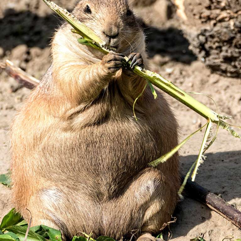 Eifriges Mümmeln an vielen Ecken - Foto: H. Meierjohann - Wintervorbereitung bei den Präriehunden läuft auf Hochtouren