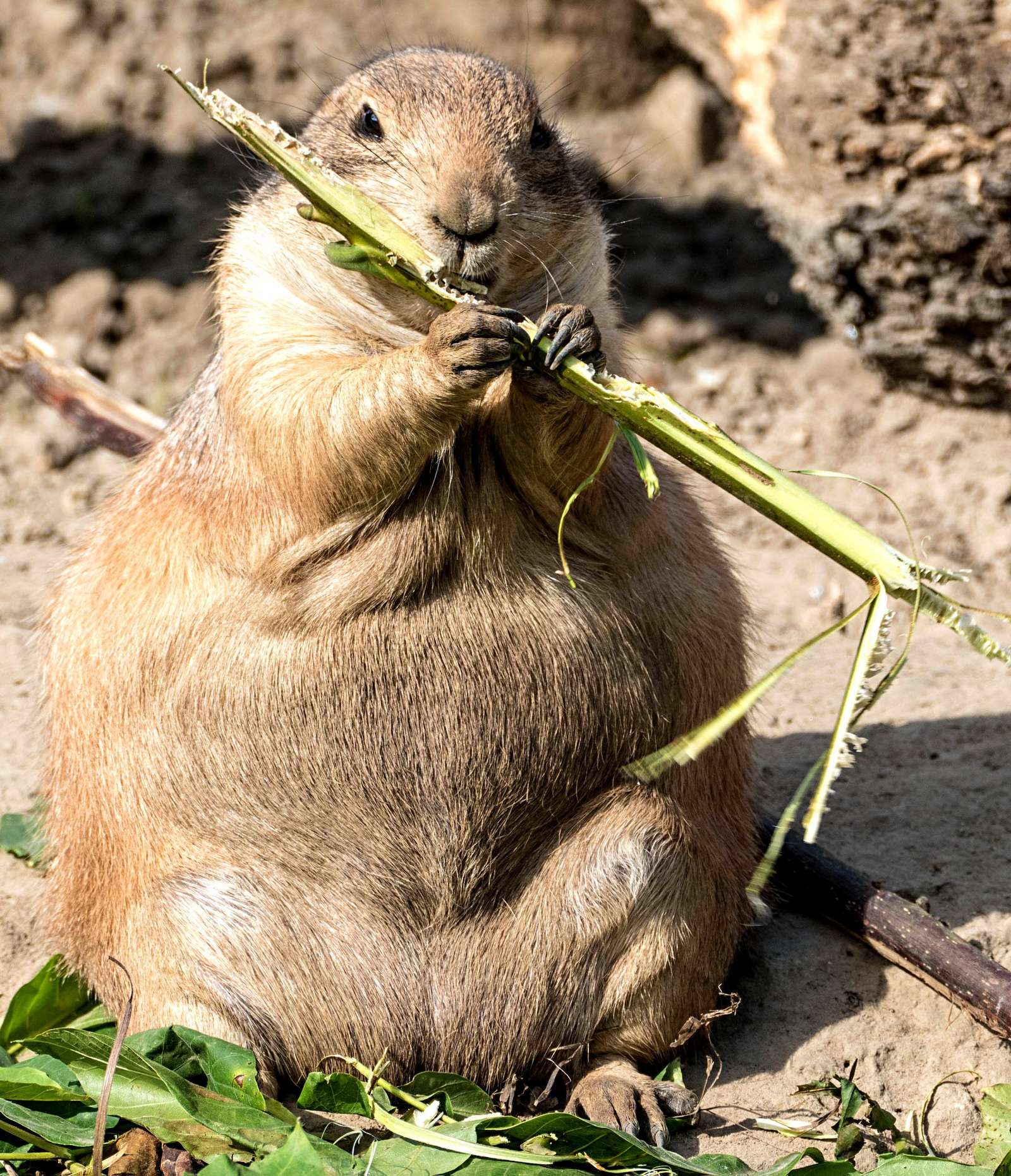 Eifriges Mümmeln an vielen Ecken - Foto: H. Meierjohann - Wintervorbereitung bei den Präriehunden läuft auf Hochtouren