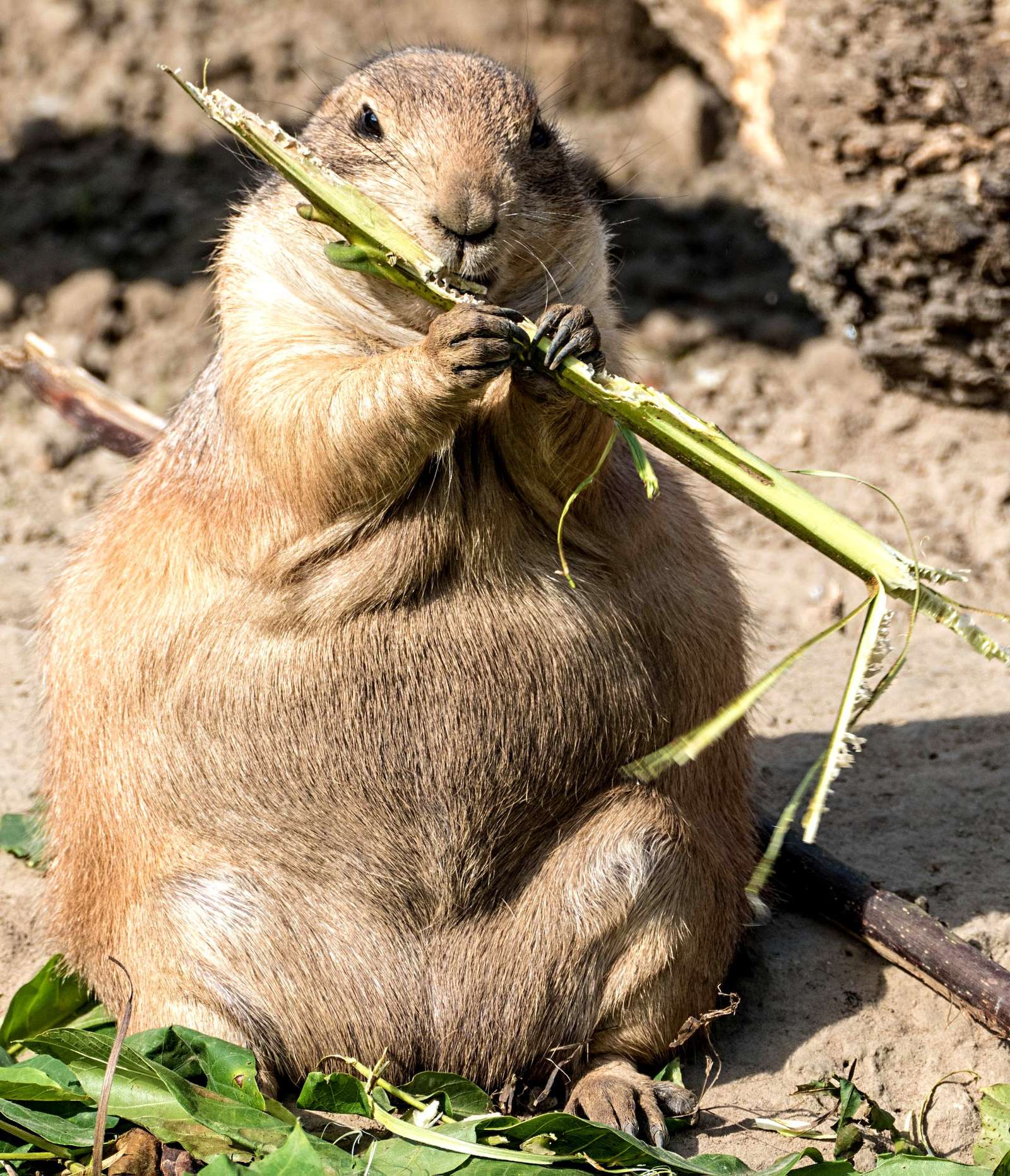 "Strandfigur? War gestern! Winter? Kann kommen!" - Foto: H. Meierjohann - Die Wintervorbereitungen bei unseren Präriehunden ist im vollen Gange