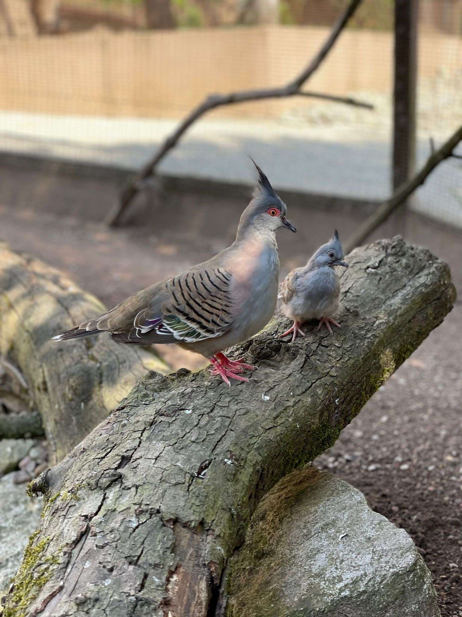 Die Kinderstube füllt sich - Schopftaube mit Nachwuchs - Jungtiere tummeln sich in vielen Gehegen