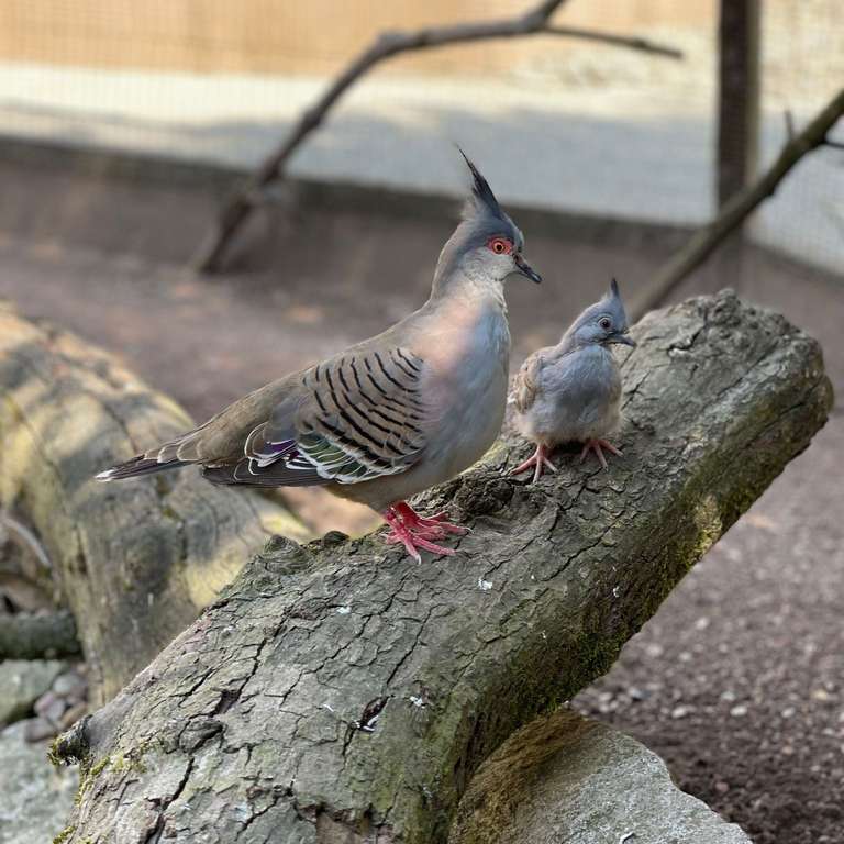 Die Kinderstube füllt sich - Schopftaube mit Nachwuchs - Jungtiere tummeln sich in vielen Gehegen
