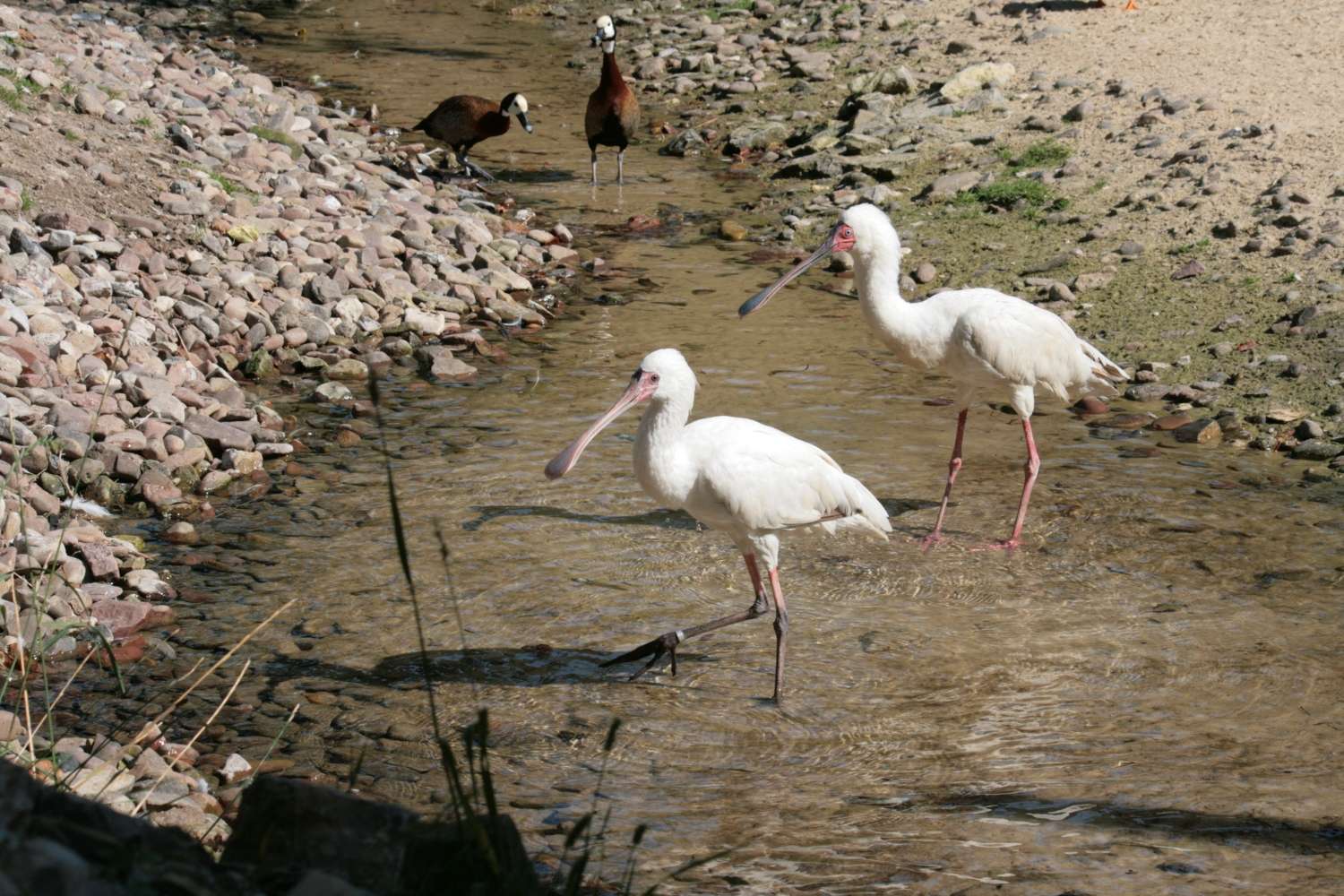 Neu im Vogelpark! - Afrikanische Schmalschnabellöffler
Afrikanische Schmalschnabellöffler - Der Afrikanische Schmalschnabellöffler.