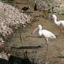 Neu im Vogelpark! - Afrikanische Schmalschnabellöffler
Afrikanische Schmalschnabellöffler - Der Afrikanische Schmalschnabellöffler.