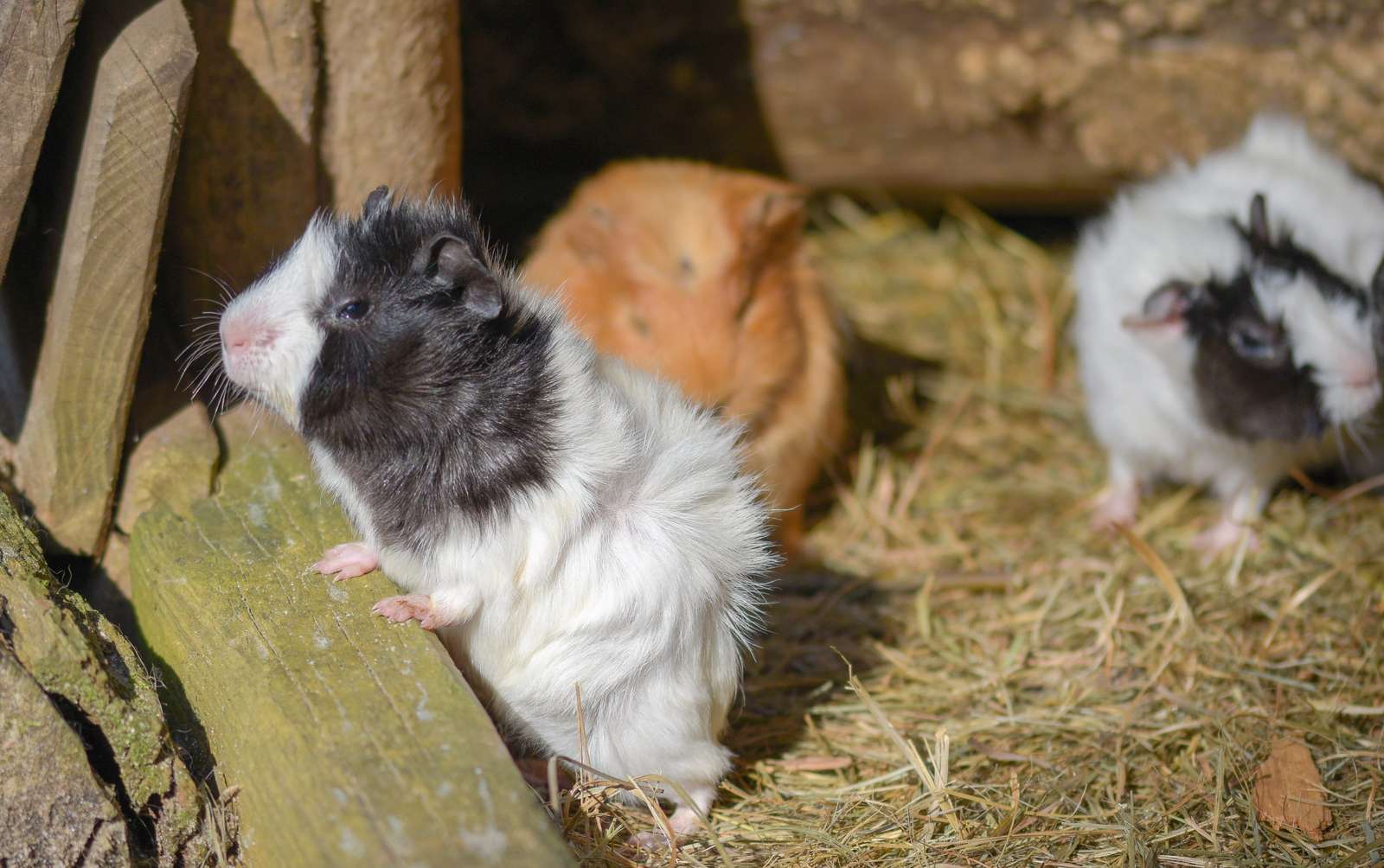 Kinder sollen Tiere wieder erleben können - Foto: C. Kerber - Auch die Meerschweinchen im Vogelpark Heiligenkirchen halten Ausschau nach den Besuchern. - Vogelpark Heiligenkirchen setzt sich mit der Deutschen Tierpark-Gesellschaft e.V. für eine baldige Öffnung ein