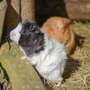 Kinder sollen Tiere wieder erleben können - Foto: C. Kerber - Auch die Meerschweinchen im Vogelpark Heiligenkirchen halten Ausschau nach den Besuchern. - Vogelpark Heiligenkirchen setzt sich mit der Deutschen Tierpark-Gesellschaft e.V. für eine baldige Öffnung ein