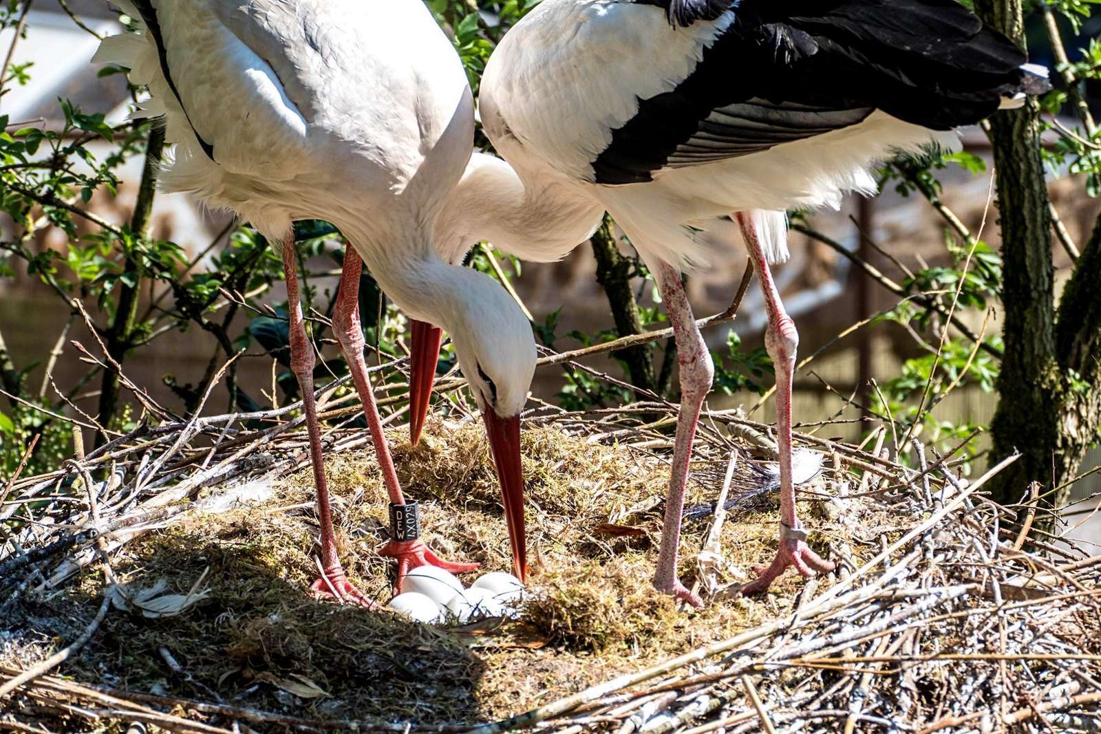 Die ersten Storcheneier liegen im Nest - Liebevolle Eltern im „Homeoffice“