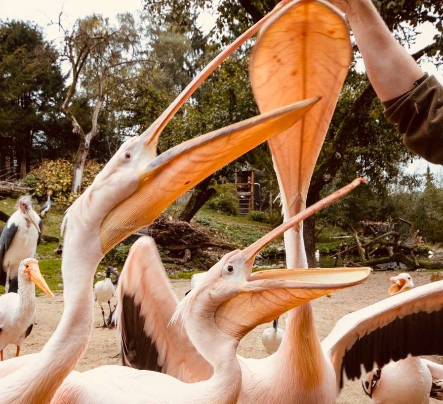Der Vogelpark Heiligenkirchen ist bis zum 4. November 2018 geöffnet  - Zooschulführungen beliebter denn je /// erfolgreiche Nachzuchten werden auf den Winter vorbereitet