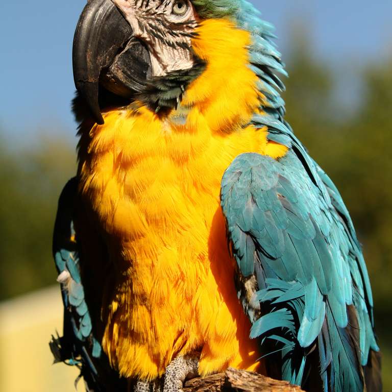 Gelbbrust Ara Max ist verstorben - Foto: S. Freitag - Im hohen Alter von über 50 Jahren ist Max verstorben