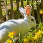 Frohe Ostern! - ...wüncht unser Hasi