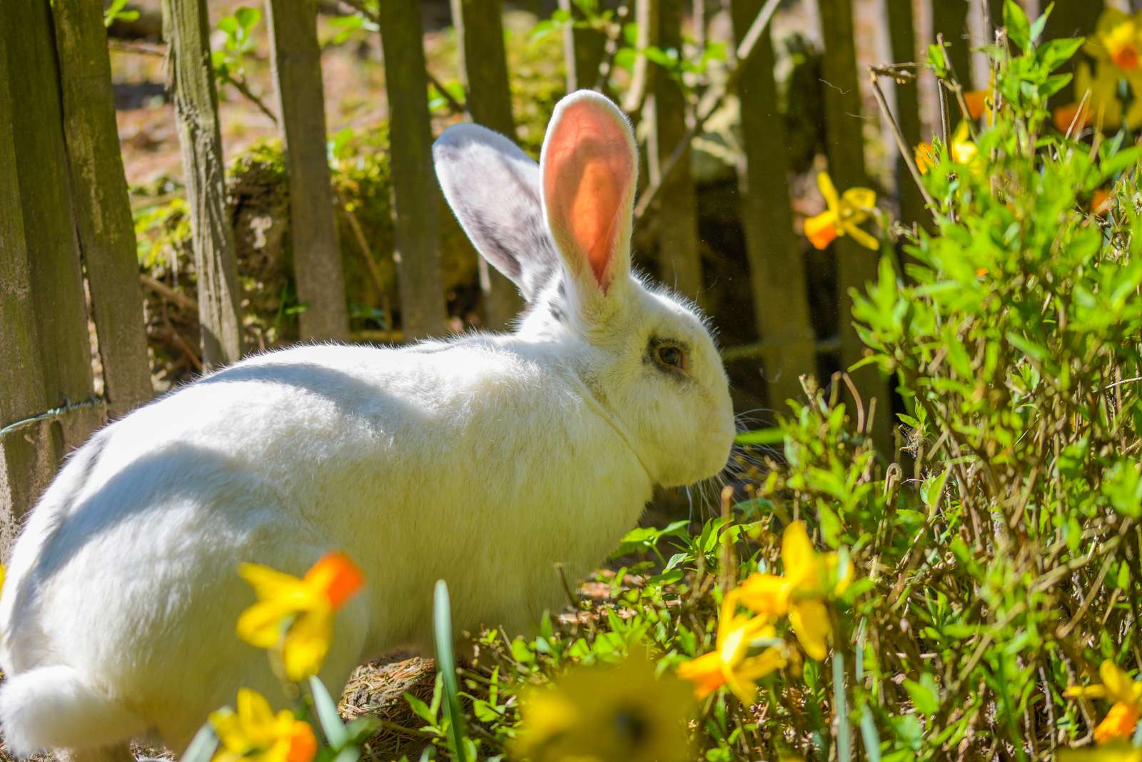 Frohe Ostern! - ...wüncht unser Hasi