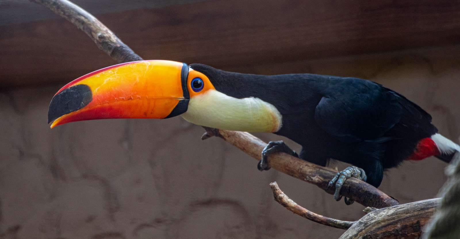 Der Riese unter den Tukanen  - Fotos: H. Meierjohann - Neue Bewohner mit „Klimaanlage“ ziehen in den Vogelpark Heiligenkirchen