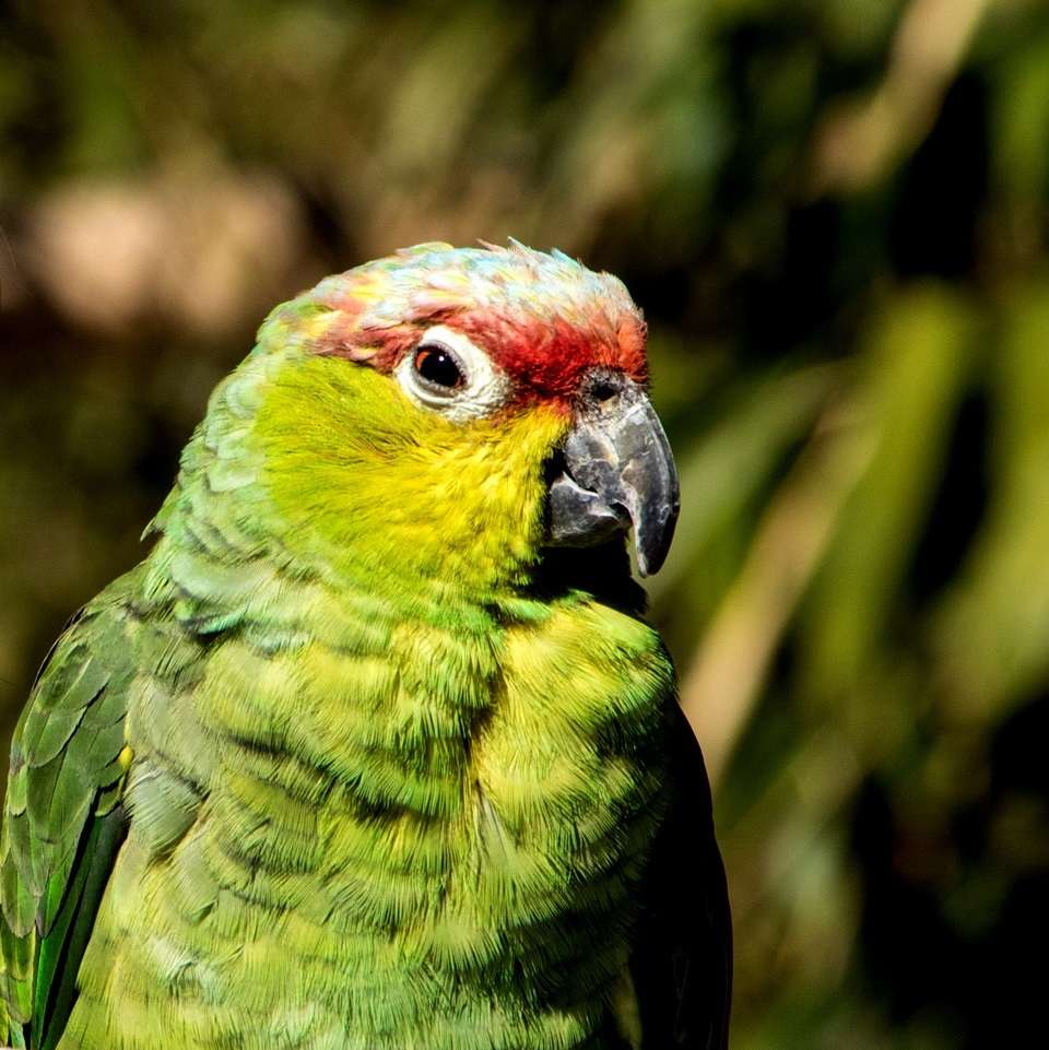 Eine Vogelpark-Story: #1 Susi  - Ecuadoramazonen (Amazona lilacina) leben, wie der Name vermuten lässt, in Ecuador im Nordwesten Südamerikas. Hier bevölkert die leider zunehmend kleiner werdende Population die tropischen Regenwälder. Im Freiland wurde die Ecuadoramazone somit als bedroht eingestuft.  - Eine Dame von sanfter Natur