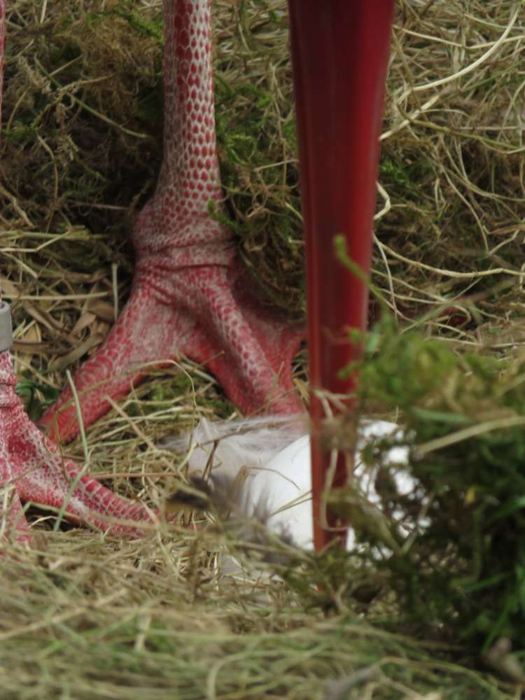 Das erste Storchenei ist da! - Der Frühling hat nun endgültig, nach längerem Anlauf, Einzug im Vogelpark gehalten – einschließlich der Frühlingsgefühle.