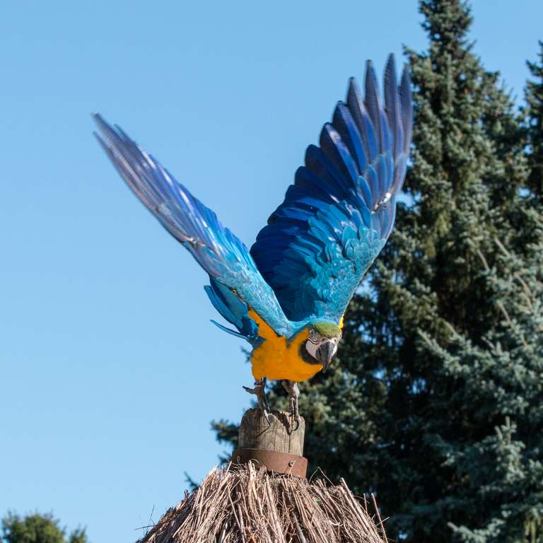 Wir starten am 18. März in die Saison 2017! - Foto: H. Meierjohann - Der Vogelpark Heiligenkirchen öffnet für Sie seine Tore am 18. März und heißt Sie herzlich willkommen! Lesen Sie was Neues auf Sie wartet…