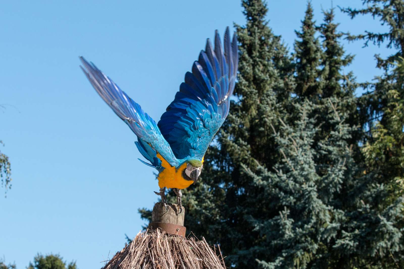 Wir starten am 12. März in die Saison 2016! - Foto: H. Meierjohann - Der Vogelpark Heiligenkirchen öffnet für Sie seine Tore am 12. März und heißt Sie herzlich willkommen! Lesen Sie was Neues auf Sie wartet…