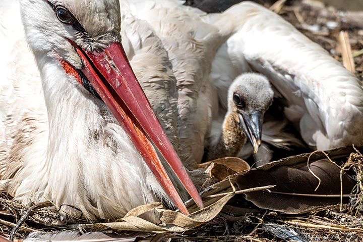 Unter Mamas Fittichen… - Fotos: H. Meierjohann - Nachwuchs bei unseren Störchen