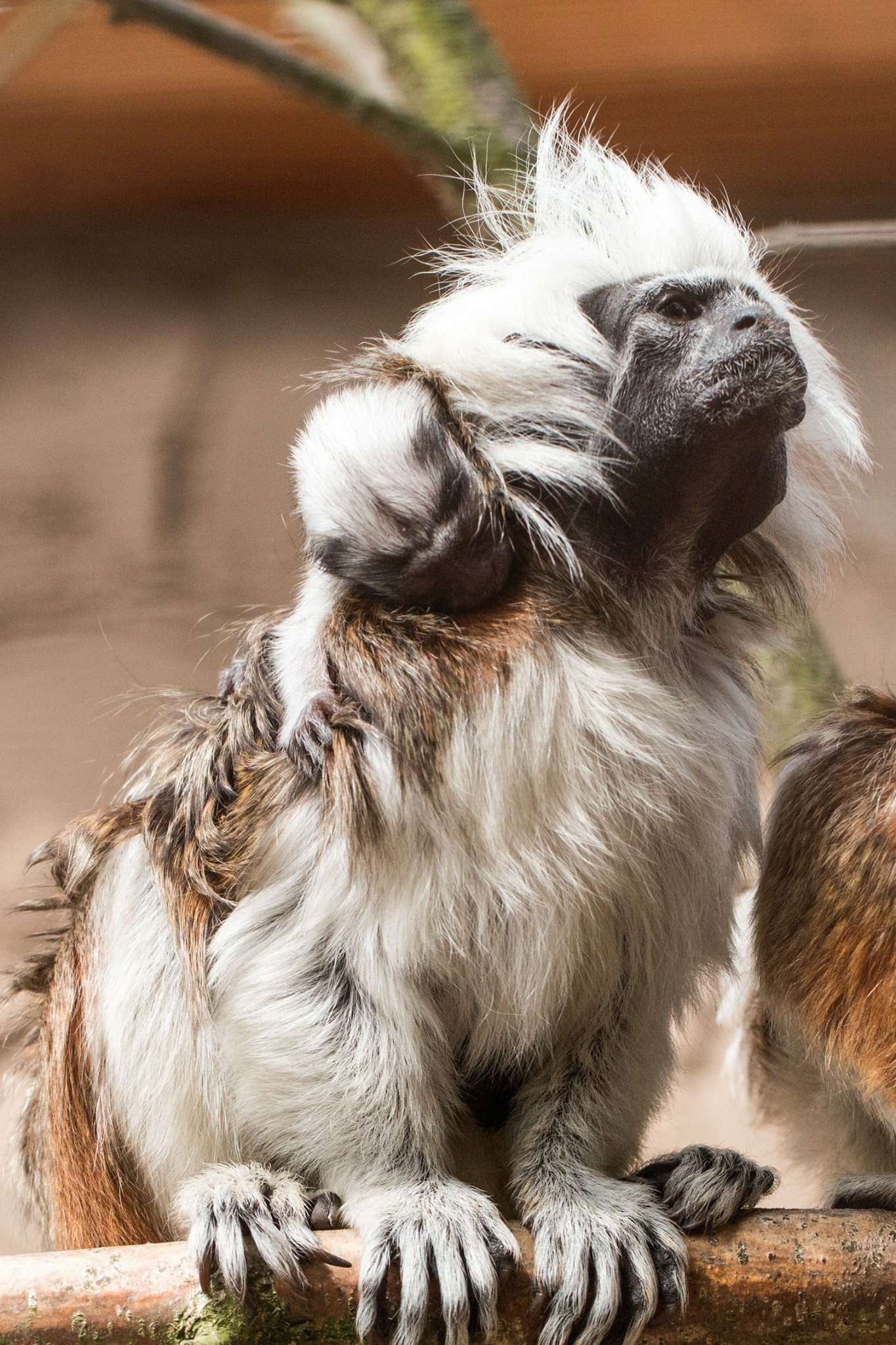 Zum ersten Mal Nachwuchs bei den Lisztaffen – Aufzucht ist hier Männersache! - Foto: H. Meierjohann - Zum ersten Mal hat es im Vogelpark Heiligenkirchen Nachwuchs bei den Lisztaffen gegeben.