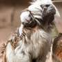 Zum ersten Mal Nachwuchs bei den Lisztaffen – Aufzucht ist hier Männersache! - Foto: H. Meierjohann - Zum ersten Mal hat es im Vogelpark Heiligenkirchen Nachwuchs bei den Lisztaffen gegeben.