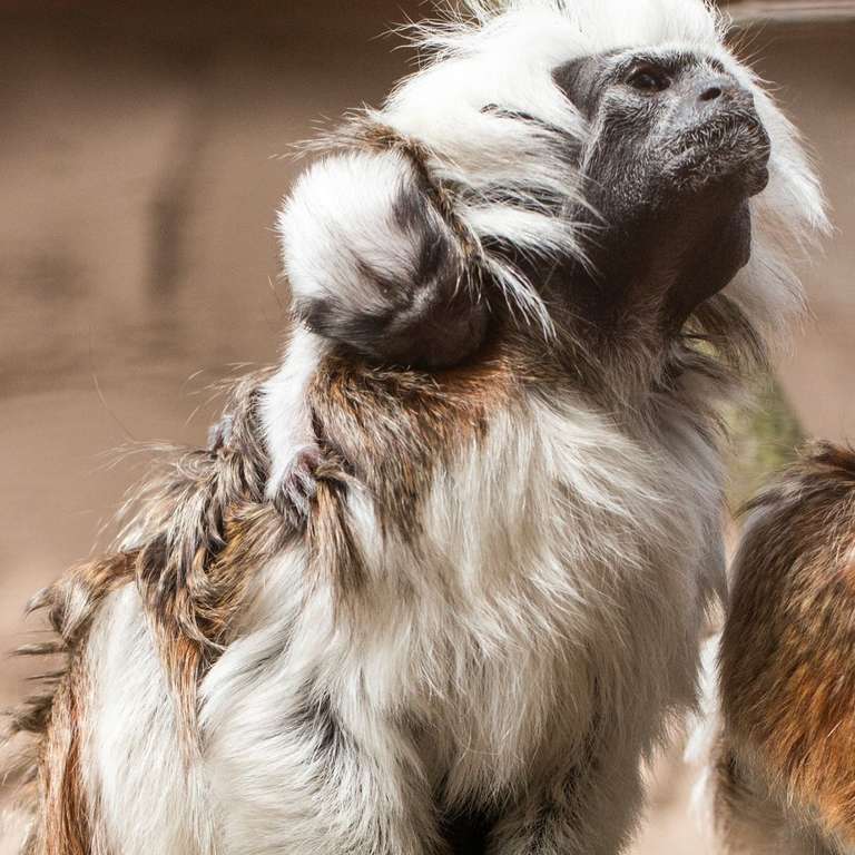 Zum ersten Mal Nachwuchs bei den Lisztaffen – Aufzucht ist hier Männersache! - Foto: H. Meierjohann - Zum ersten Mal hat es im Vogelpark Heiligenkirchen Nachwuchs bei den Lisztaffen gegeben.