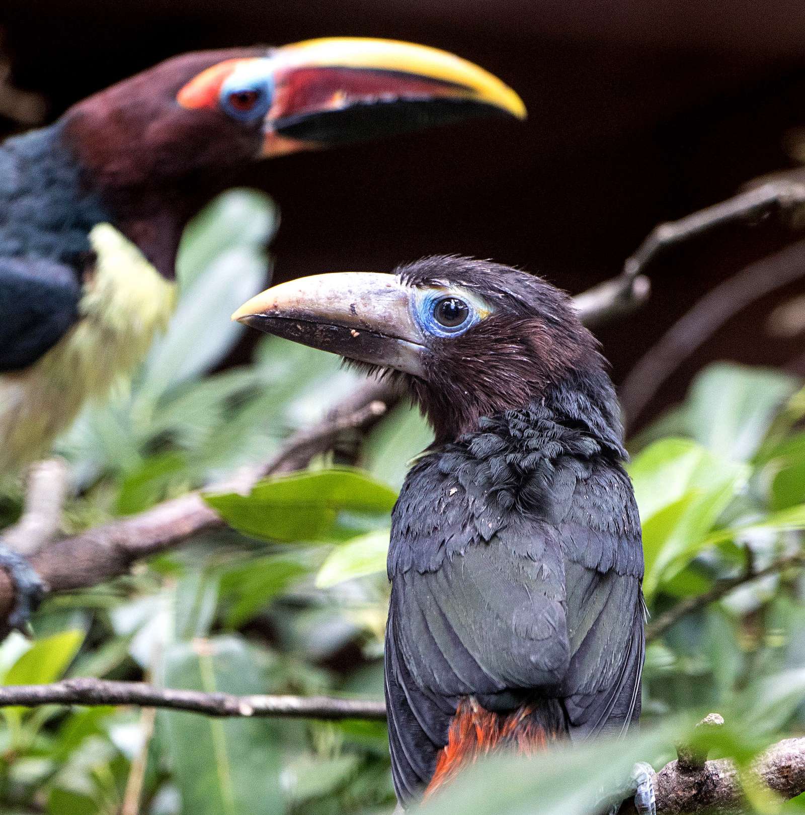 Familienzuwachs bei den Grünarassaris - Fotos: H. Meierjohann - Gleich zwei Jungtiere der „kleinen Tukane“ haben das Nest verlassen