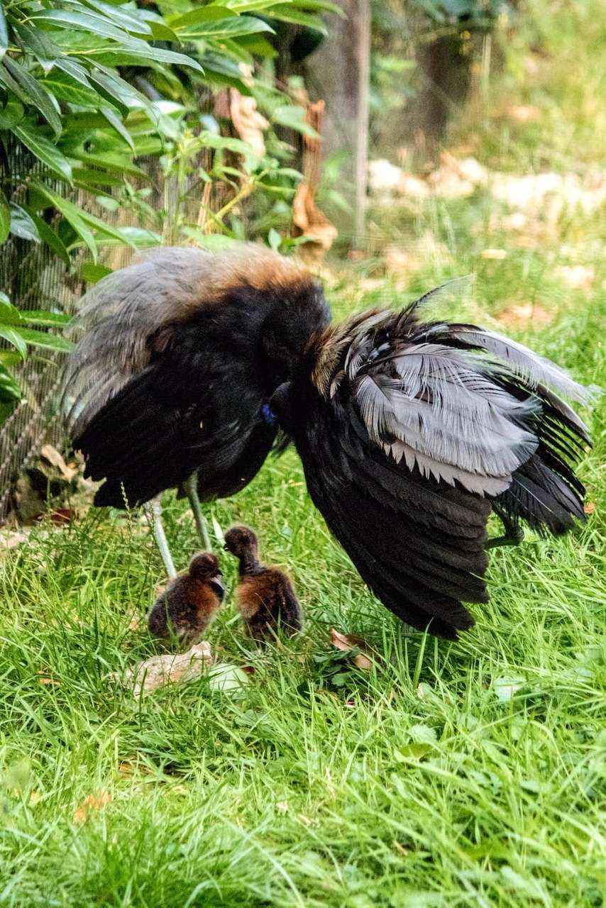 Nachwuchs bei den Graurücktrompetervögeln - Die Eltern haben die Küken stets im Blick. Foto: H. Meierjohann - Zum ersten Mal schlüpften im Vogelpark Heiligenkirchen Küken dieser besonderen Kranichvögel.