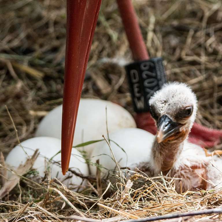 Das erste Storchenküken ist geschlüpft! - Foto: H. Meierjohann - Bei den Störchen hat das erste Küken die Eierschale durchbrochen und das Licht der Welt erblickt.