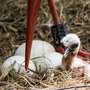 Das erste Storchenküken ist geschlüpft! - Foto: H. Meierjohann - Bei den Störchen hat das erste Küken die Eierschale durchbrochen und das Licht der Welt erblickt.