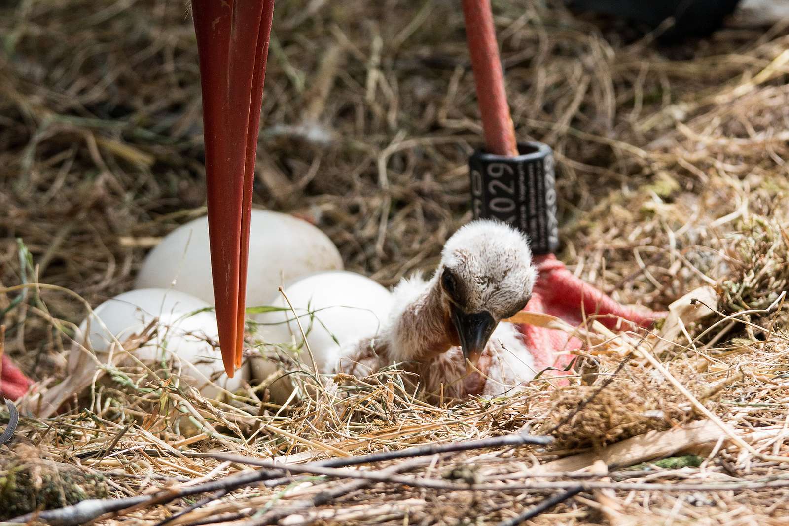 Reichlich Nachwuchs im Vogelpark Heiligenkirchen - Fotos: H. Meierjohann - In den letzten Tagen und Wochen gab es zahlreichen Nachwuchs im Vogelpark. Neben vielen anderen, halten vor allem die jungen Präriehunde und Störche ihre Eltern auf Trab.