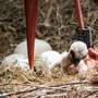 Reichlich Nachwuchs im Vogelpark Heiligenkirchen - Fotos: H. Meierjohann - In den letzten Tagen und Wochen gab es zahlreichen Nachwuchs im Vogelpark. Neben vielen anderen, halten vor allem die jungen Präriehunde und Störche ihre Eltern auf Trab.