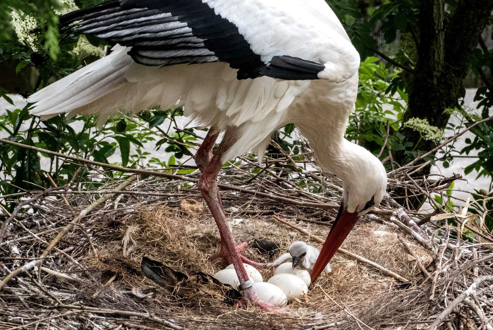 Nachwuchs bei den Störchen im Vogelpark Heiligenkirchen! - Fotos: H. Meierjohann - Der erste Jungstrorch ist aus dem Ei geschlüpft - der "Kindergarten" bekommt Zuwachs. 