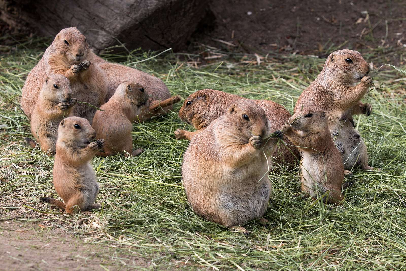 Nachwuchs bei den Präriehunden! - Foto: H. Meierjohann - Reichlich Nachwuchs hat es bei den Präriehunden gegeben - gleich elf Junge erblickten das Licht der Welt und halten seit dem ihre Eltern auf Trab.