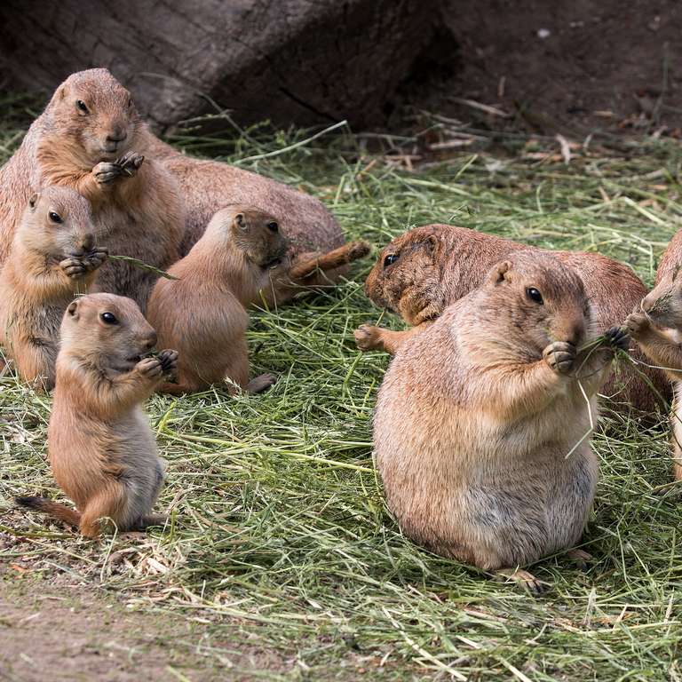 Nachwuchs bei den Präriehunden! - Foto: H. Meierjohann - Reichlich Nachwuchs hat es bei den Präriehunden gegeben - gleich elf Junge erblickten das Licht der Welt und halten seit dem ihre Eltern auf Trab.