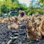Herbst ist Pflanzzeit! - Unser Team wird stolze 20.000 Blumenzwiebeln pflanzen