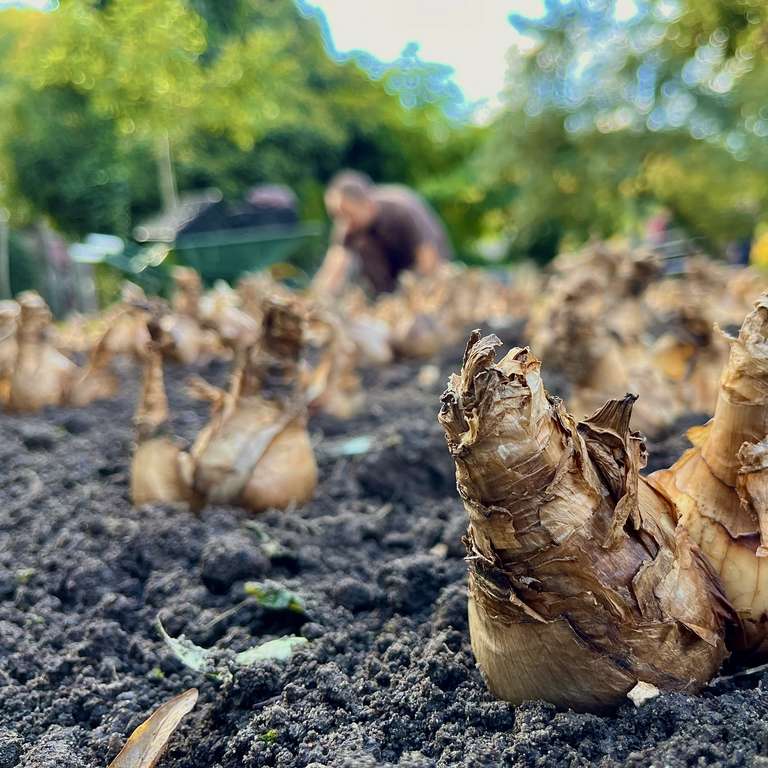 Herbst ist Pflanzzeit! - Unser Team wird stolze 20.000 Blumenzwiebeln pflanzen