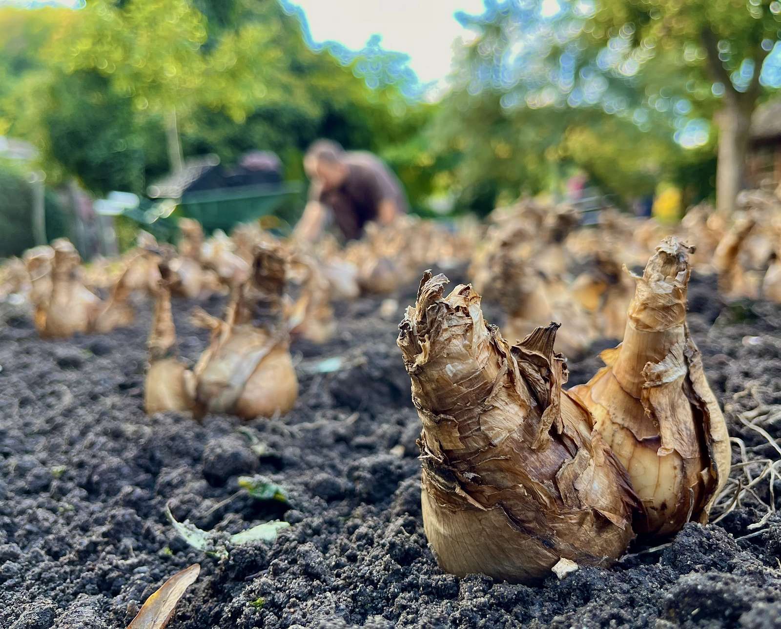 Herbst ist Pflanzzeit! - Unser Team wird stolze 20.000 Blumenzwiebeln pflanzen