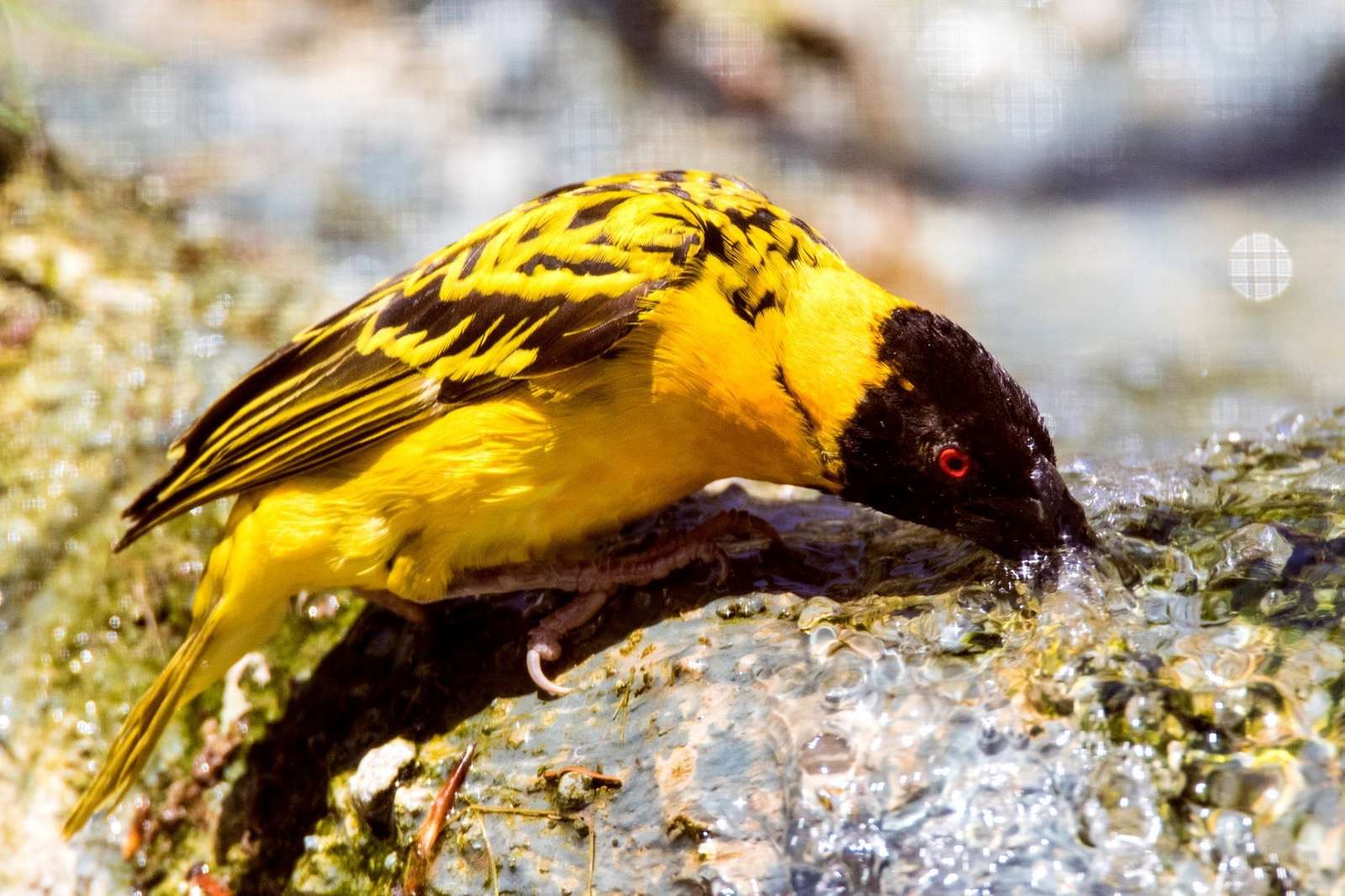 Wie gehen Vögel mit der Hitze um? - Foto: H. Meierjohann - trinken - baden - hecheln