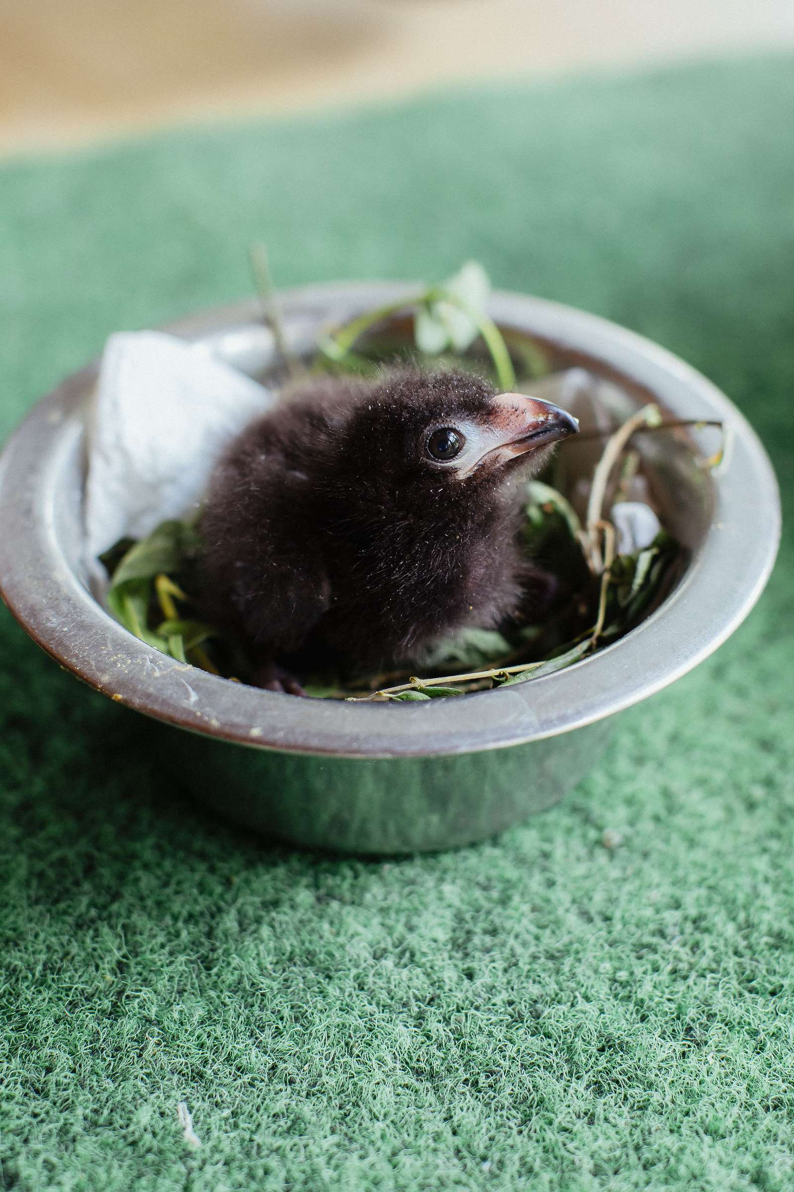 Nachwuchs im Vogelpark