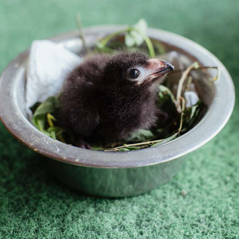 Nachwuchs im Vogelpark