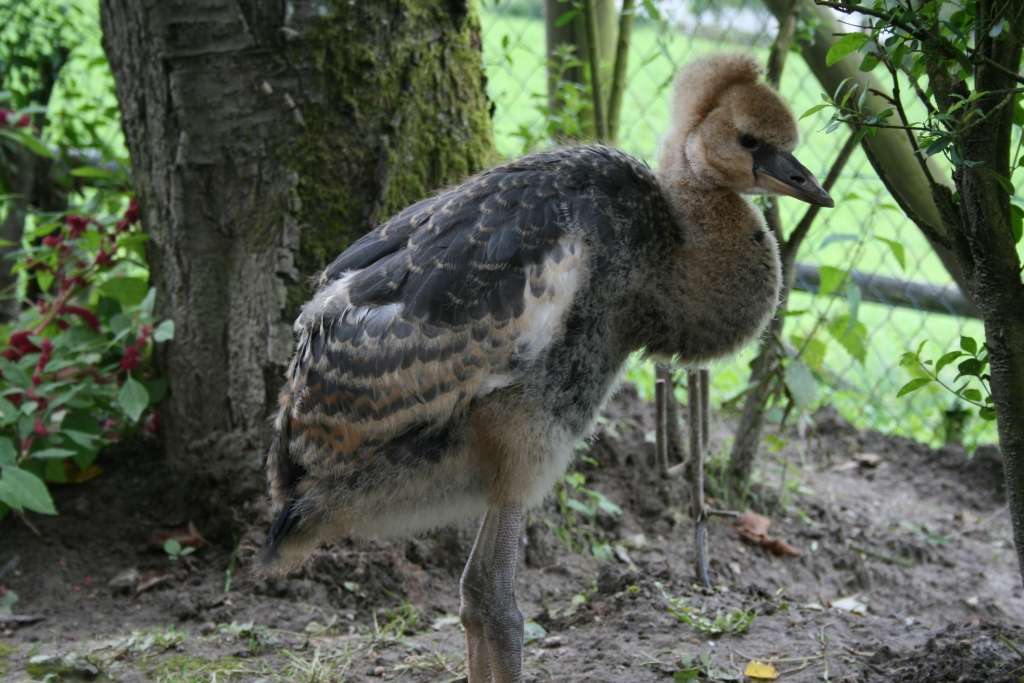 Kronenkranich geschlüpft - Kronenkranich Küken
Kronenkranich Küken - Im August ist unser kleiner Kronenkranich geschlüpft. Mittlerweile ist er so weit herangewachsen, dass er hin und wieder auf große Entdeckungsreise durch den Park gehen kann.