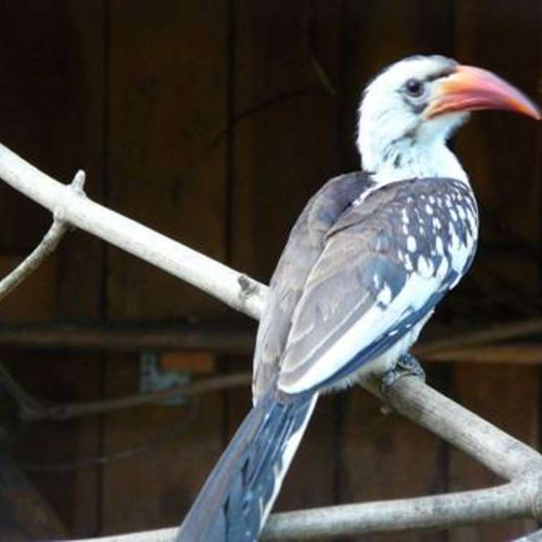 Neue Tiere aus andern Tierparks - Kronentokos
Flammenkopfbartvögel - Durch einen regen Austausch mit anderen Tier-und Vogelparks können wir Ihnen einige neue afrikanische Vogelarten präsentieren.